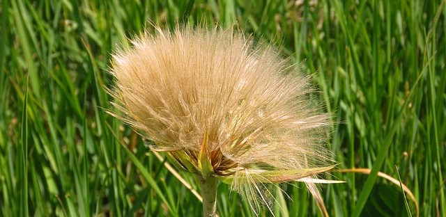 go-to-bed-at-noon or goatsbeard image